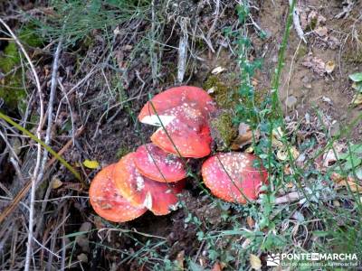 Yacimientos Atapuerca - Sierra de la Demanda; buitrago de lozoya madroño patones